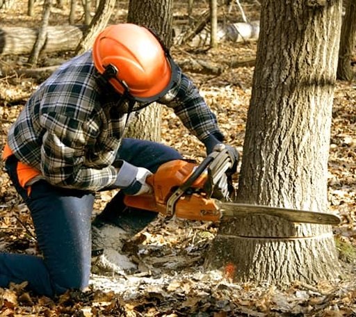 Tree Removal in Clarkrange, TN